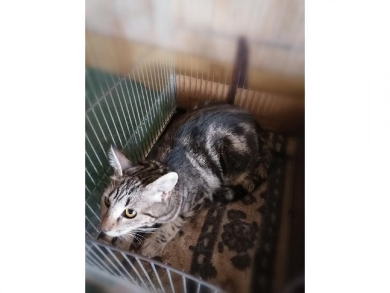 В дар кошку. Метис бенгальской породы — мраморный котенок Ириска в дар