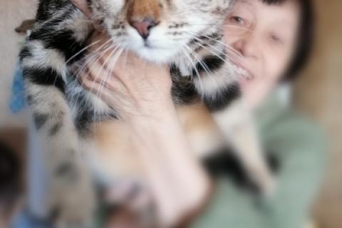 В дар кошку. Метис бенгальской породы — мраморный котенок Ириска в дар. Фото2