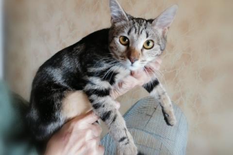 В дар кошку. Метис бенгальской породы — мраморный котенок Ириска в дар. Фото3