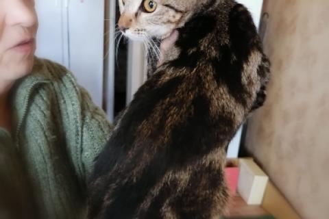 В дар кошку. Метис бенгальской породы — мраморный котенок Ириска в дар. Фото4