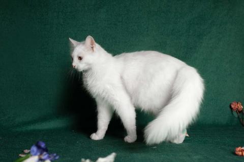 В дар кошку. Молодая ангорская кошка Мира в дар. Фото1