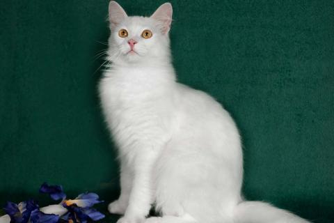 В дар кошку. Молодая ангорская кошка Мира в дар. Фото4