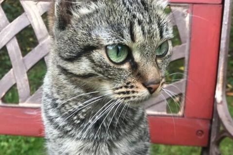 В дар кошку. Зеленоглазый полосатый котенок Ода в дар. Фото1