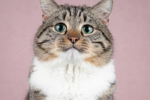 В дар кошку. Метис британской породы кот Бриз. Фото2