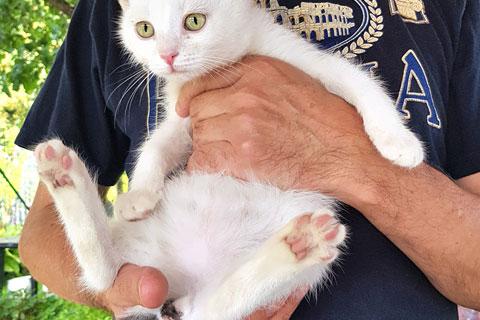 В дар кошку. Маленькое чудо Яшенька, милейший белоснежный котенок в добрые рук. Фото1