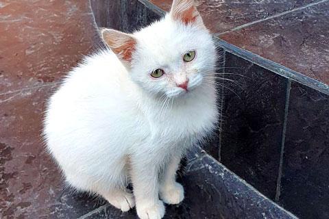 В дар кошку. Маленькое чудо Яшенька, милейший белоснежный котенок в добрые рук. Фото2