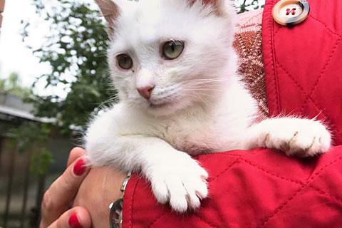 В дар кошку. Маленькое чудо Яшенька, милейший белоснежный котенок в добрые рук. Фото3