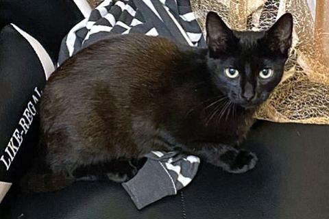 В дар кошку. Красавец Бруно, элегантный черный котенок в добрые руки. Фото1