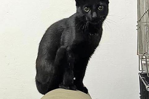 В дар кошку. Красавец Бруно, элегантный черный котенок в добрые руки. Фото2