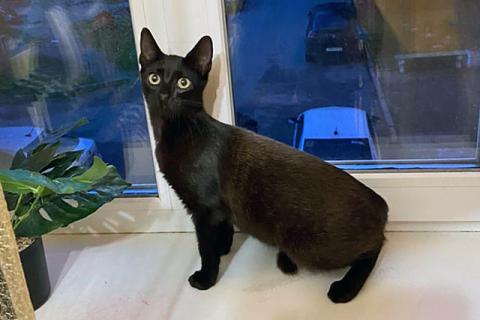 В дар кошку. Красавец Бруно, элегантный черный котенок в добрые руки. Фото3