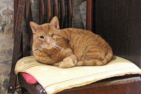 В дар кошку. Добрейший солнечный котик Рыжик ищет дом и доброе сердце. Фото1