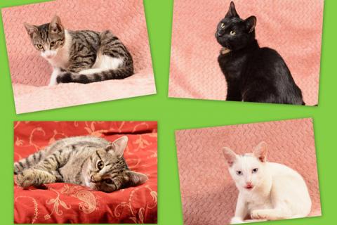 В дар кошку. Четыре ласковых солнышка, суперпозитивные котята-подростки в добр. Фото1
