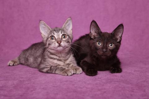 В дар кошку. Великолепные красавчики котята Руфина и Тайсон. Фото1
