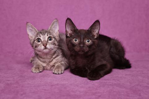 В дар кошку. Великолепные красавчики котята Руфина и Тайсон. Фото2