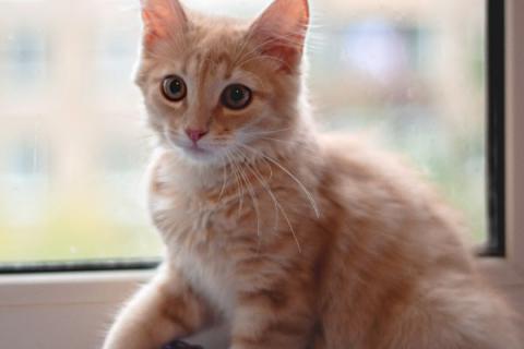 В дар кошку. Очаровательный рыжий котенок рыжик в дар. Фото2