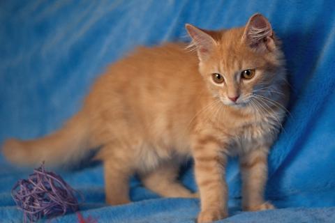 В дар кошку. Очаровательный рыжий котенок рыжик в дар. Фото4