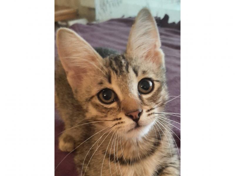 В дар кошку. Маленький Принц Гриша в добрые руки