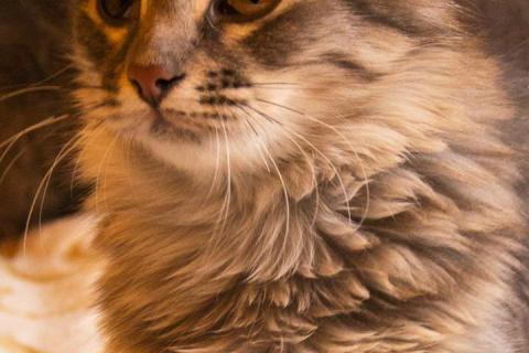 В дар кошку. Котенок Мона Лиза — метис сибирской породы в дар. Фото4
