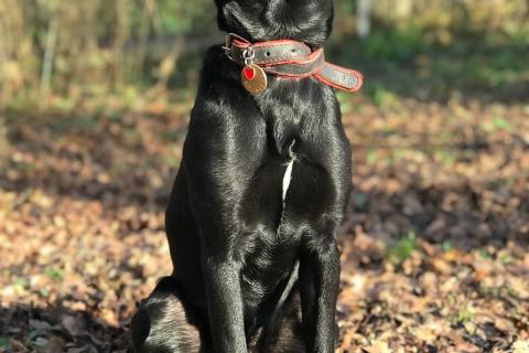 В дар собаку. Умнейшая чисто черная красавица собака Багира. Фото4
