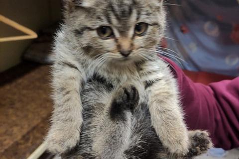 В дар кошку. Мини-тигренок Рыся, милейший полосатый котенок в добрые руки. Фото1