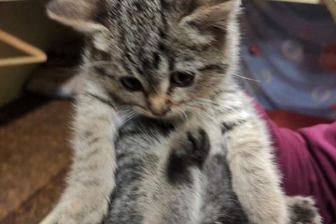 В дар кошку. Мини-тигренок Рыся, милейший полосатый котенок в добрые руки. Фото2