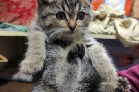 В дар кошку. Мини-тигренок Рыся, милейший полосатый котенок в добрые руки. Фото3