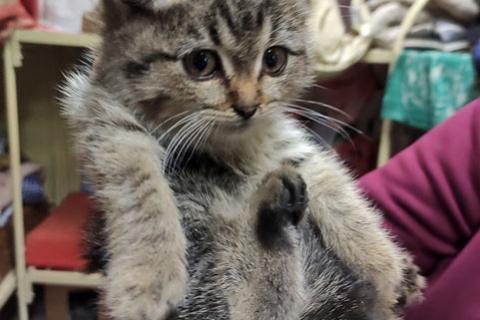 В дар кошку. Мини-тигренок Рыся, милейший полосатый котенок в добрые руки. Фото4