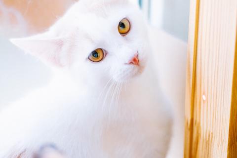 В дар кошку. Бело-рыжий котик Персик в дар. Фото1