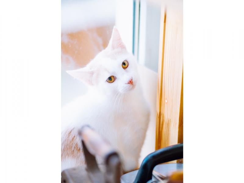 В дар кошку. Бело-рыжий котик Персик в дар