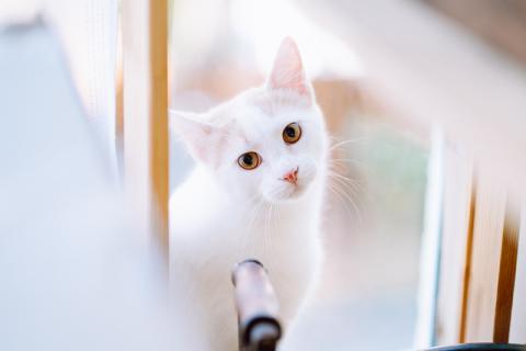 В дар кошку. Бело-рыжий котик Персик в дар. Фото2