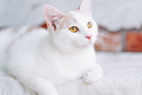 В дар кошку. Бело-рыжий котик Персик в дар. Фото3