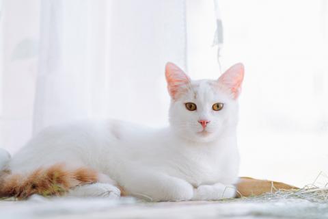 В дар кошку. Бело-рыжий котик Персик в дар. Фото4