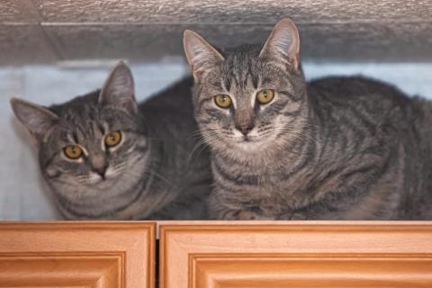 В дар кошку. Кот и Кошка Шанечка и Васико в добрые руки. Фото1