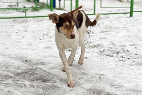 В дар собаку. Ваш самый лучший компаньон, молодая собачка Люся в добрые руки. Фото2