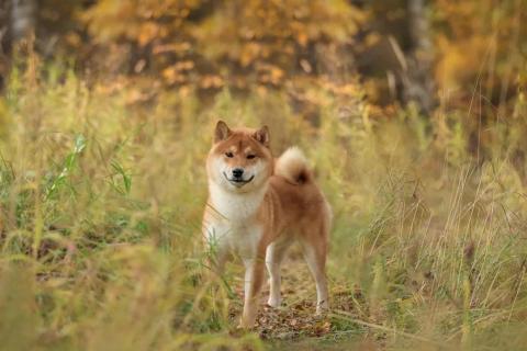 В дар собаку. Невероятный японский красавец, сиба ину по кличке Таро, ищет дом . Фото1