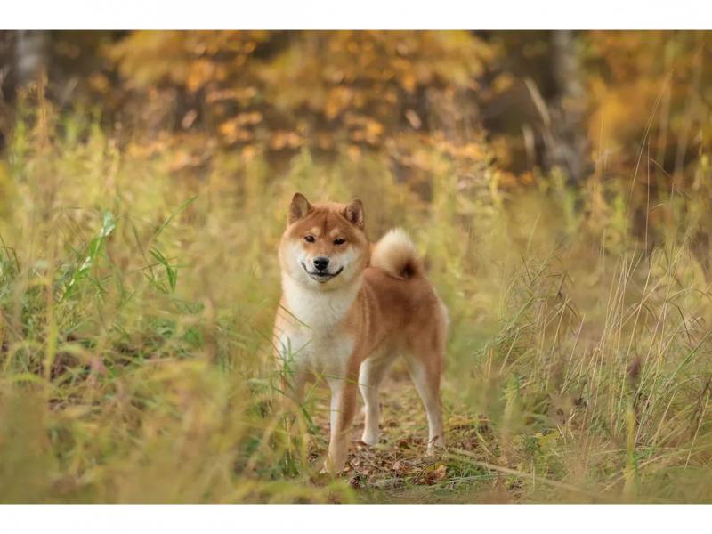 В дар собаку. Невероятный японский красавец, сиба ину по кличке Таро, ищет дом 