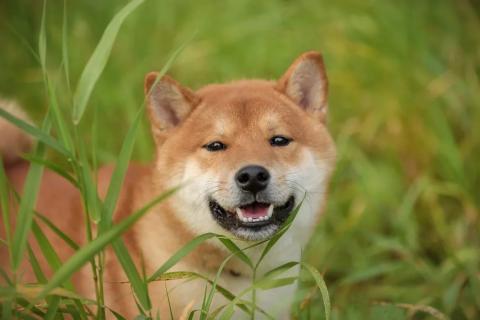 В дар собаку. Невероятный японский красавец, сиба ину по кличке Таро, ищет дом . Фото2