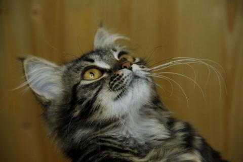 В дар кошку. Сибирский котенок Алиса в дар. Фото2