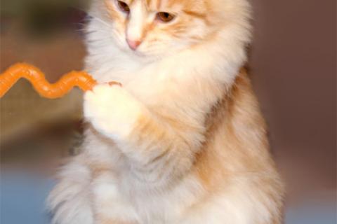 В дар кошку. Веселый озорник Бемби, чудесный котенок-подросток в добрые руки. Фото1