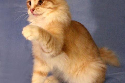 В дар кошку. Веселый озорник Бемби, чудесный котенок-подросток в добрые руки. Фото3