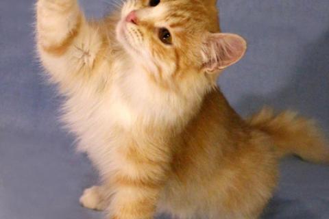 В дар кошку. Веселый озорник Бемби, чудесный котенок-подросток в добрые руки. Фото4