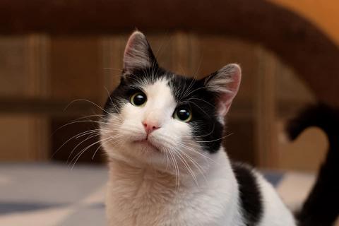 В дар кошку. Чудесный ласковый молодой котик Бантик в дар. Фото3