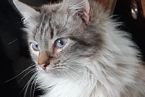 В дар кошку. Шикарная голубоглазая красавица — невская маскарадная кошка Мадле. Фото1