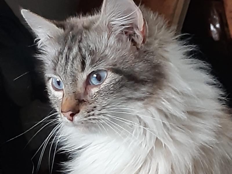 В дар кошку. Шикарная голубоглазая красавица — невская маскарадная кошка Мадле