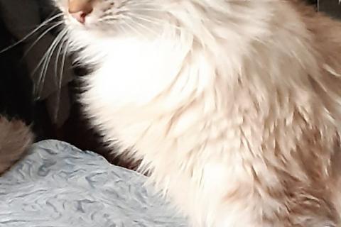 В дар кошку. Шикарная голубоглазая красавица — невская маскарадная кошка Мадле. Фото3