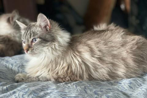 В дар кошку. Шикарная голубоглазая красавица — невская маскарадная кошка Мадле. Фото4