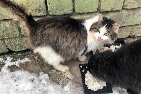В дар кошку. Котик Мурзик, потерявший хозяйку, ищет дом и доброе сердце. Фото1
