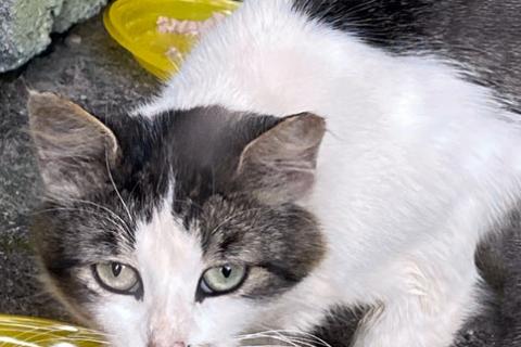 В дар кошку. Котик Мурзик, потерявший хозяйку, ищет дом и доброе сердце. Фото2