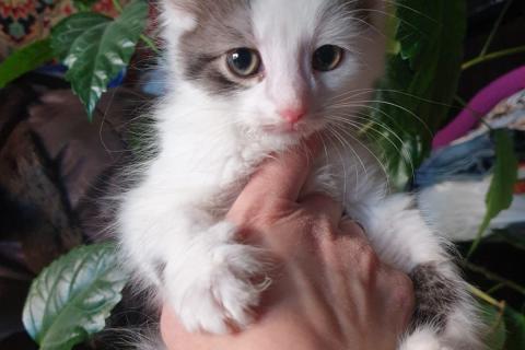 В дар кошку. Маленький-миленький котенок Тима в добрые руки. Фото3