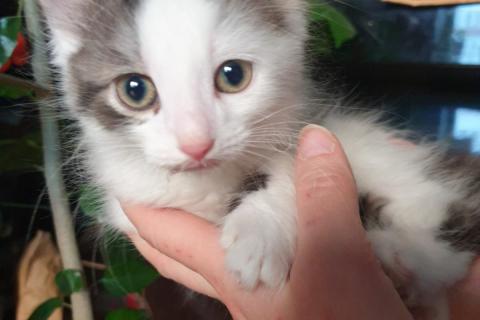 В дар кошку. Маленький-миленький котенок Тима в добрые руки. Фото4